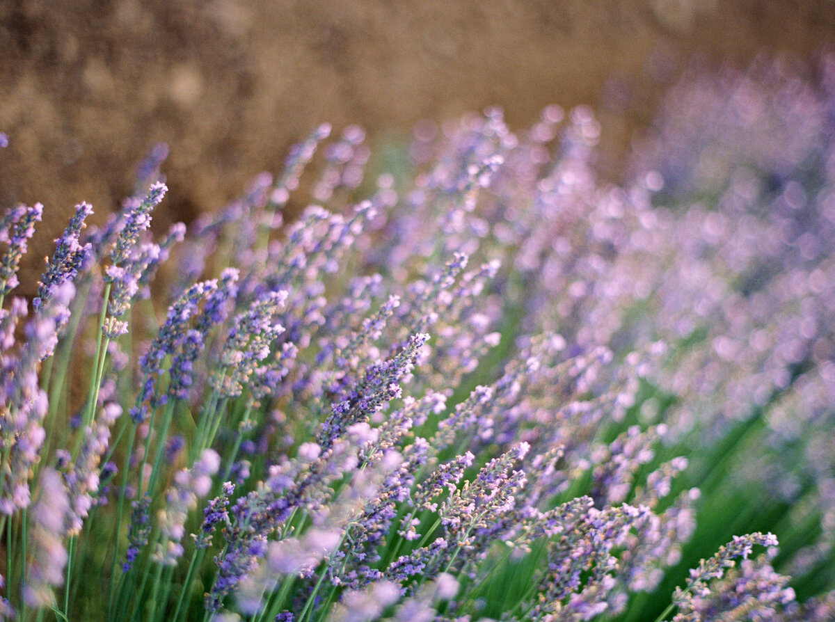 Wedding editorial at Barjac Village and Chartreuse de Valbonne in Provence, France - 8