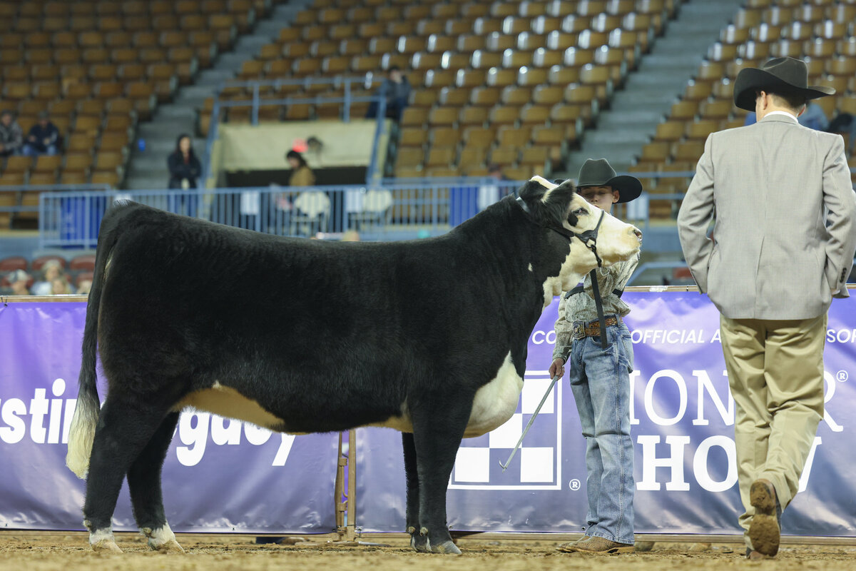Black Hereford heifer BCC 711 Satisfied G192 K265