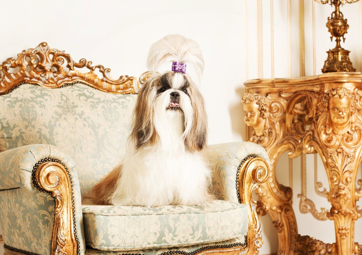 Cute wedding dog in Vienna ÈCLAT Destination Weddings