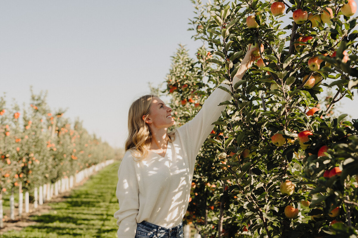 Young woman picking fresh apples at Applebottom Orchards.