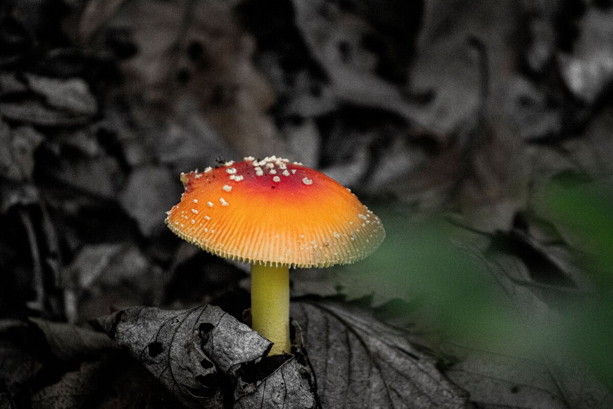 Mushroom_Edit-fc146b1d-2500
