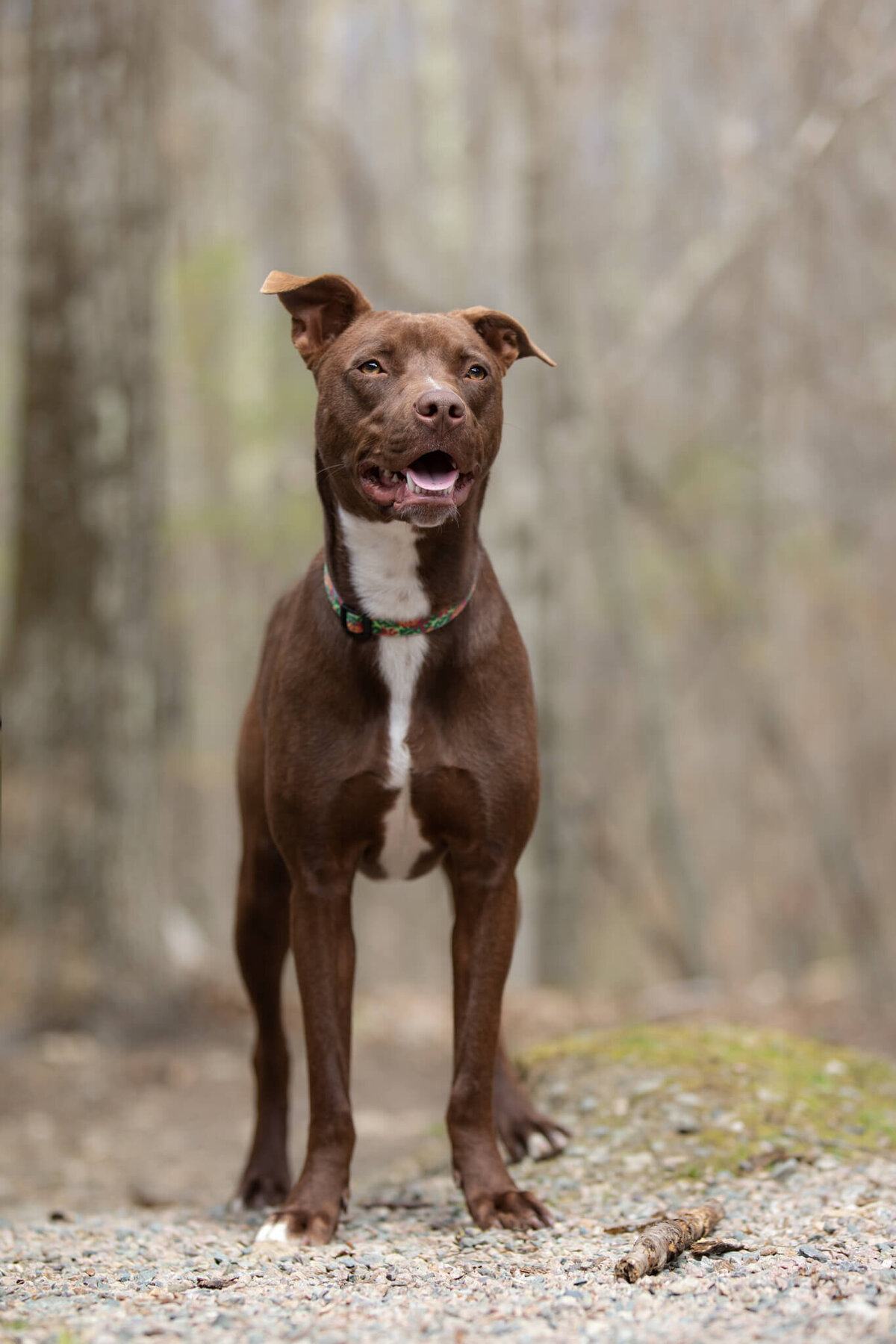 Dark brown rescue dog with white markings smiling on a gravel path