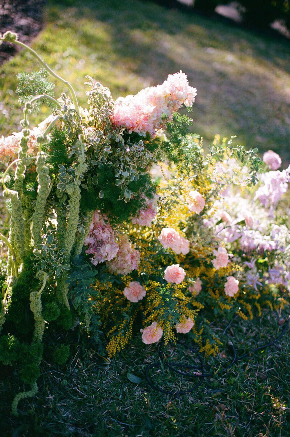 Flower photo by one of the best orlando photographers