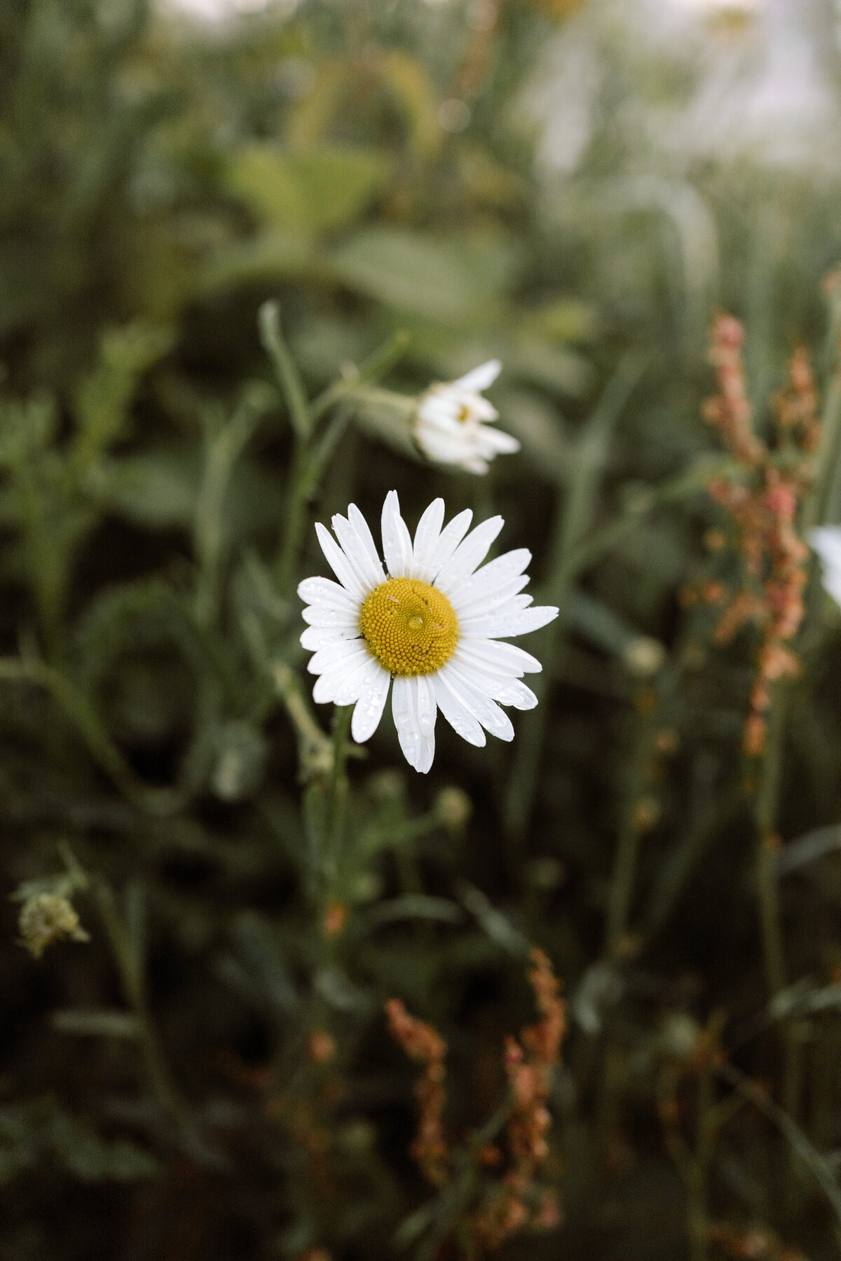 Een detail shot van een bloem. 