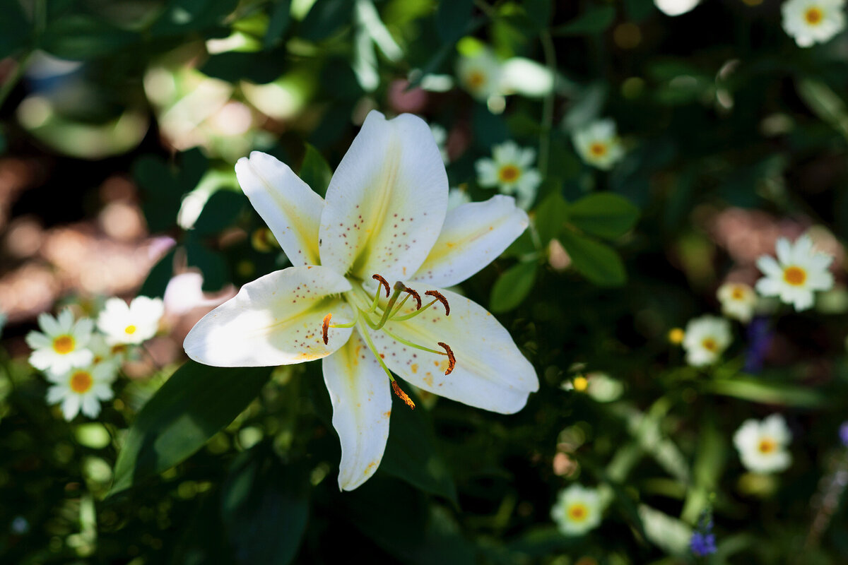 A stunning white lily plant among lush greenery in a landscaped garden.