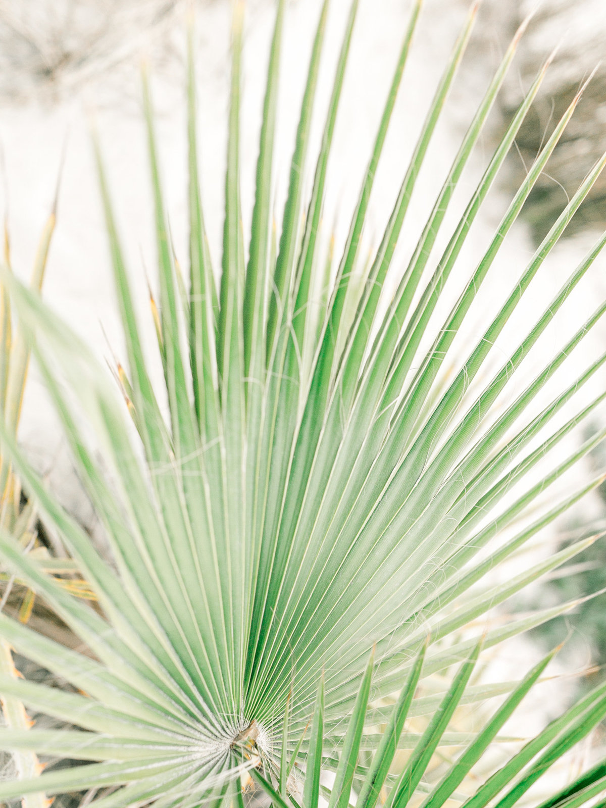 Coronado Palm Frond
