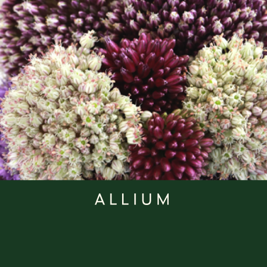 Allium