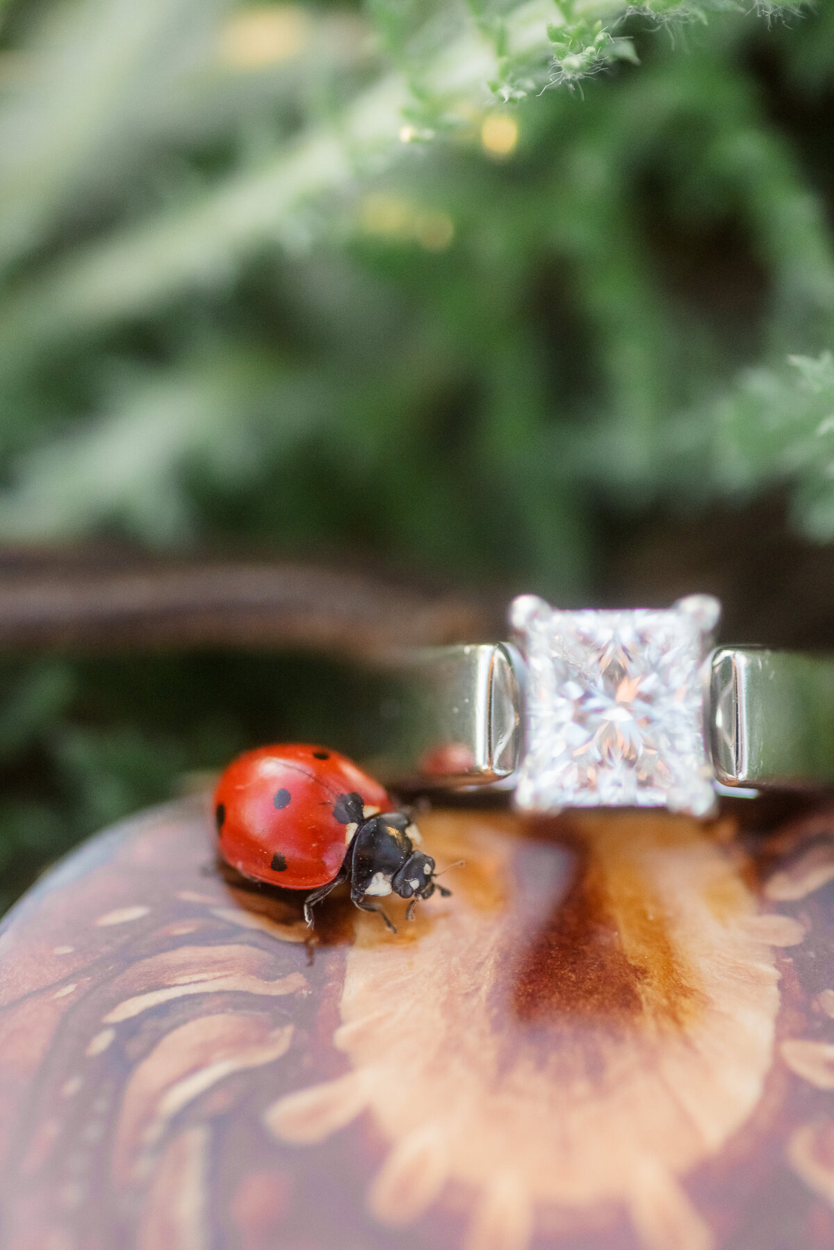GALLERY-A&S Engagement-149