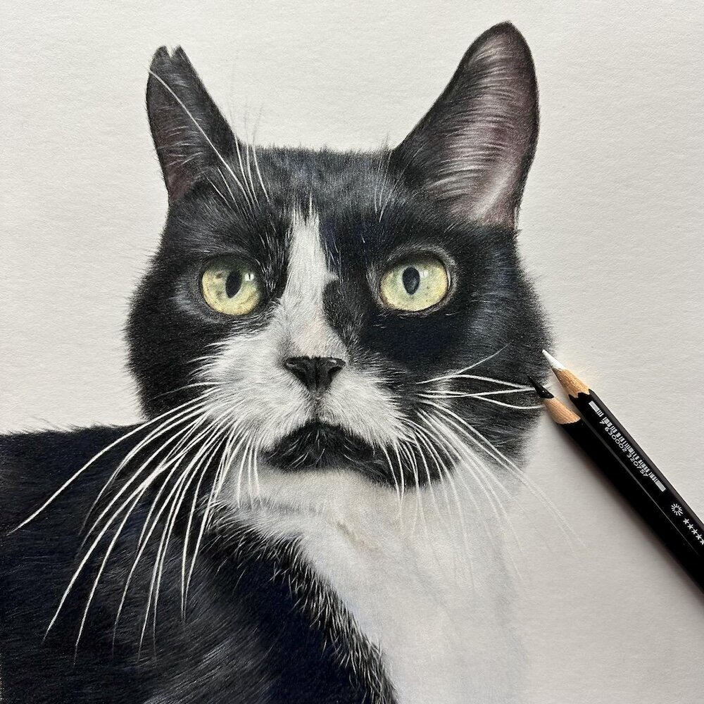 Toulouse---Coloured-Pencil-Pet-Portrait---Bonny-Snowdon-Fine-Art