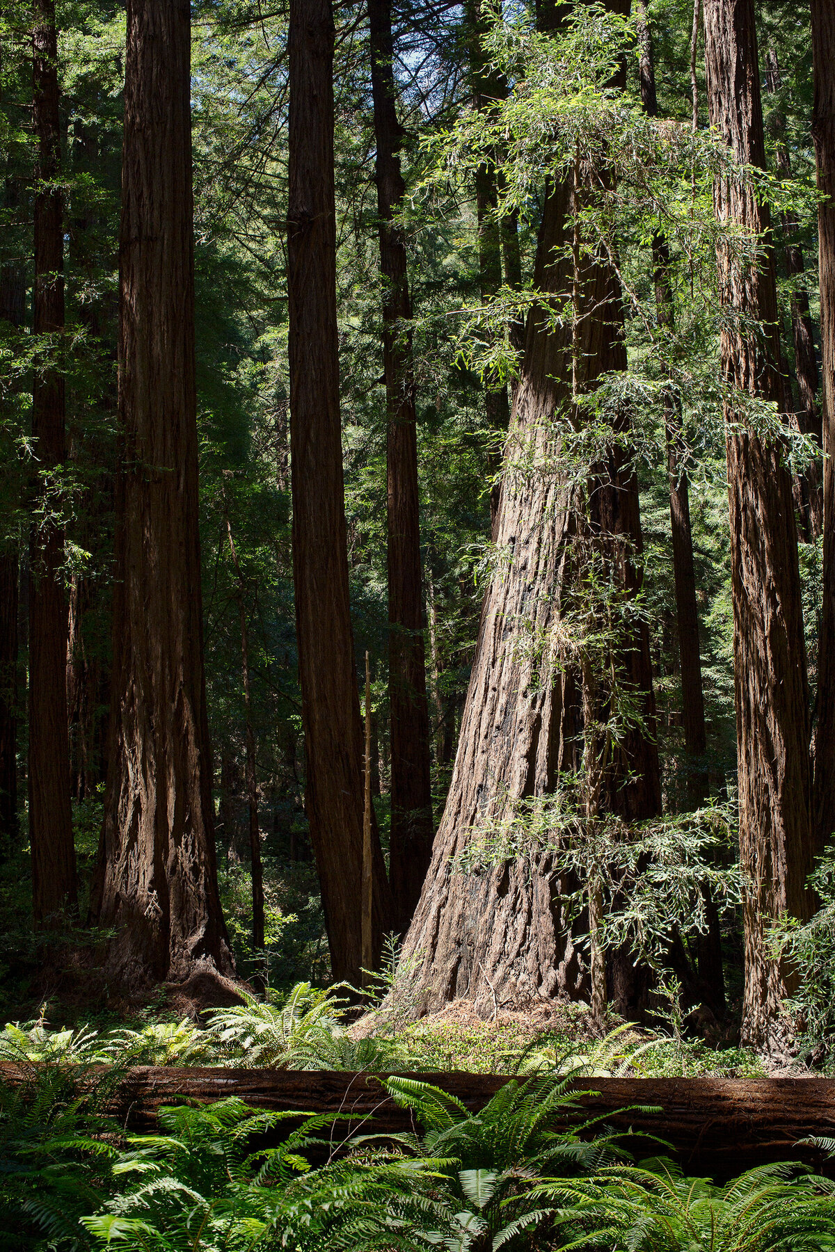 20150601_MENDOCINO_0051_01