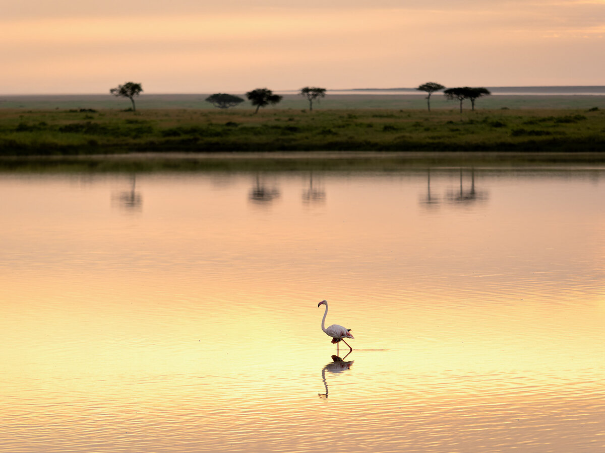 website-serengeti-animals5