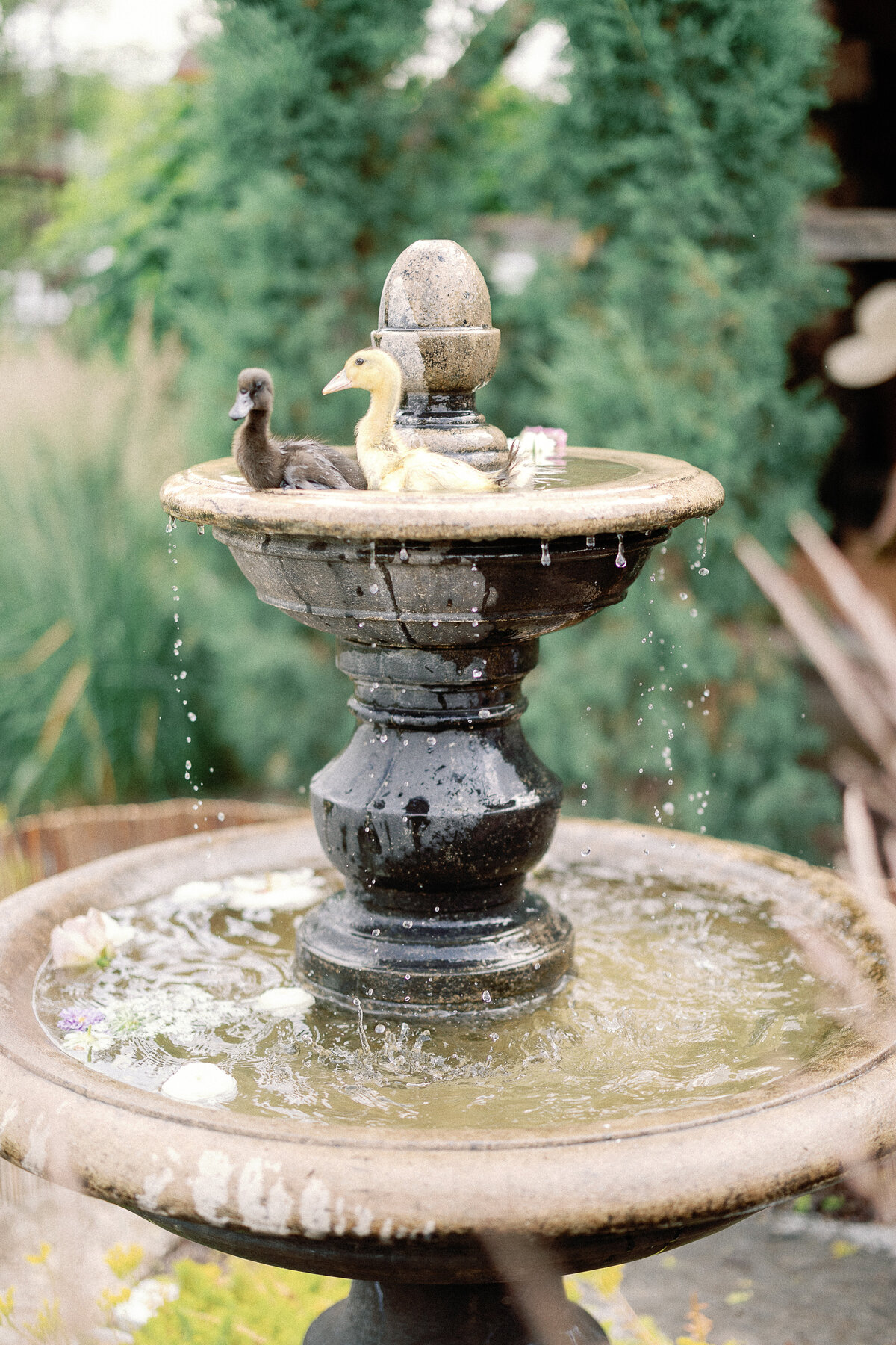 Baby ducks splash in fountain