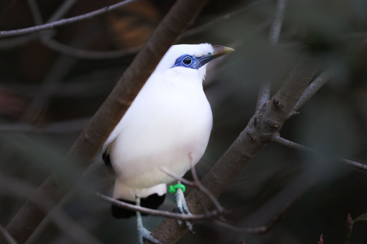 Bali_Mynah-fb7a25f2-2500