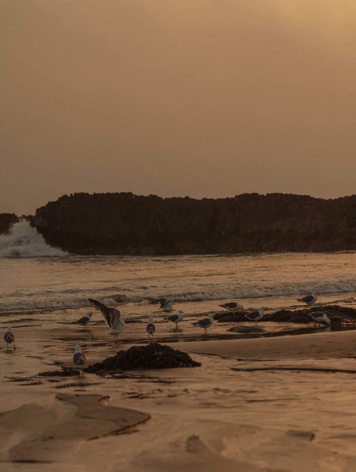 scenic photo of the ocean and seagulls at the Oregon Coast