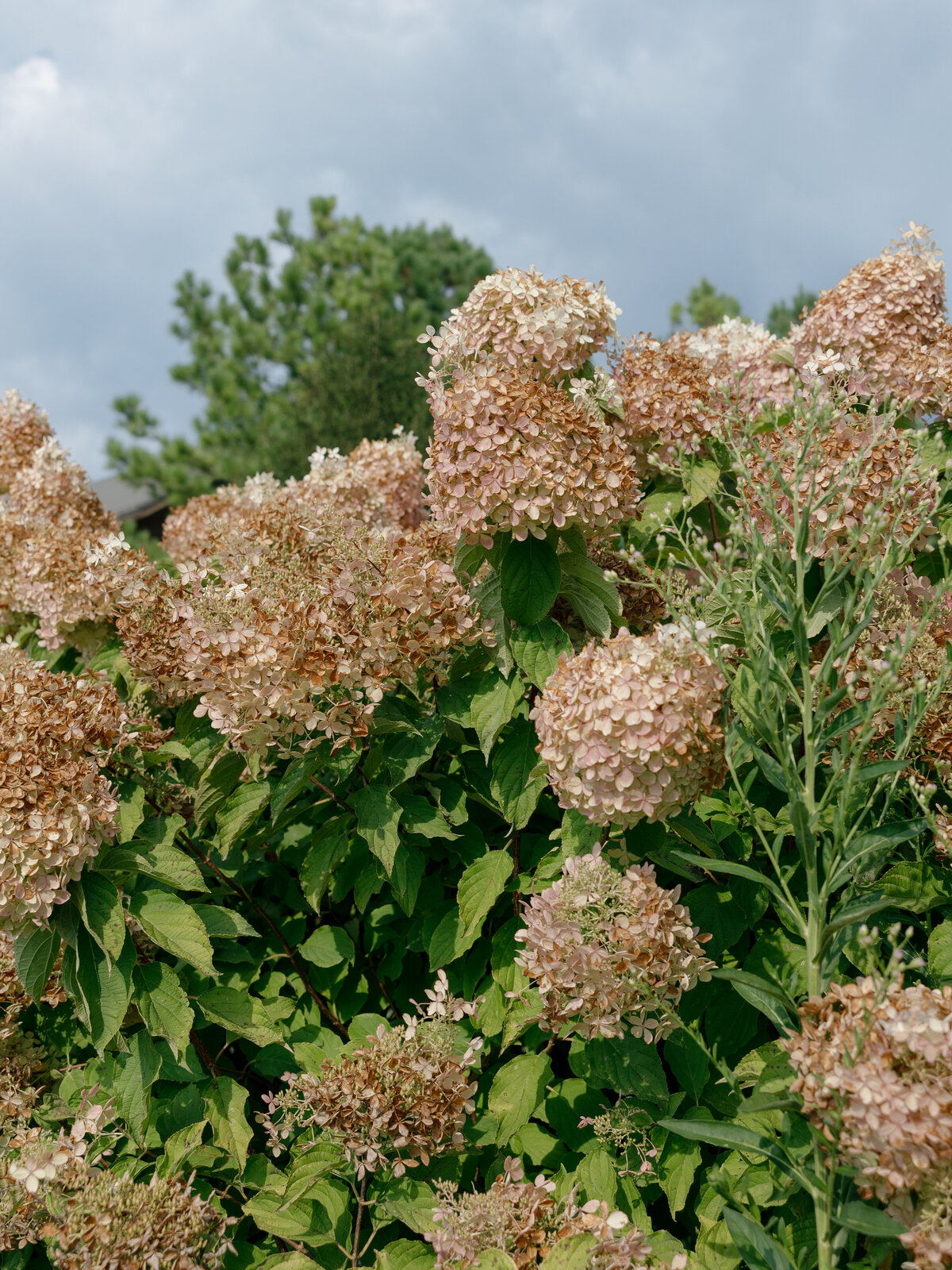 big-cedar-lodge-patterson-sneaks-39