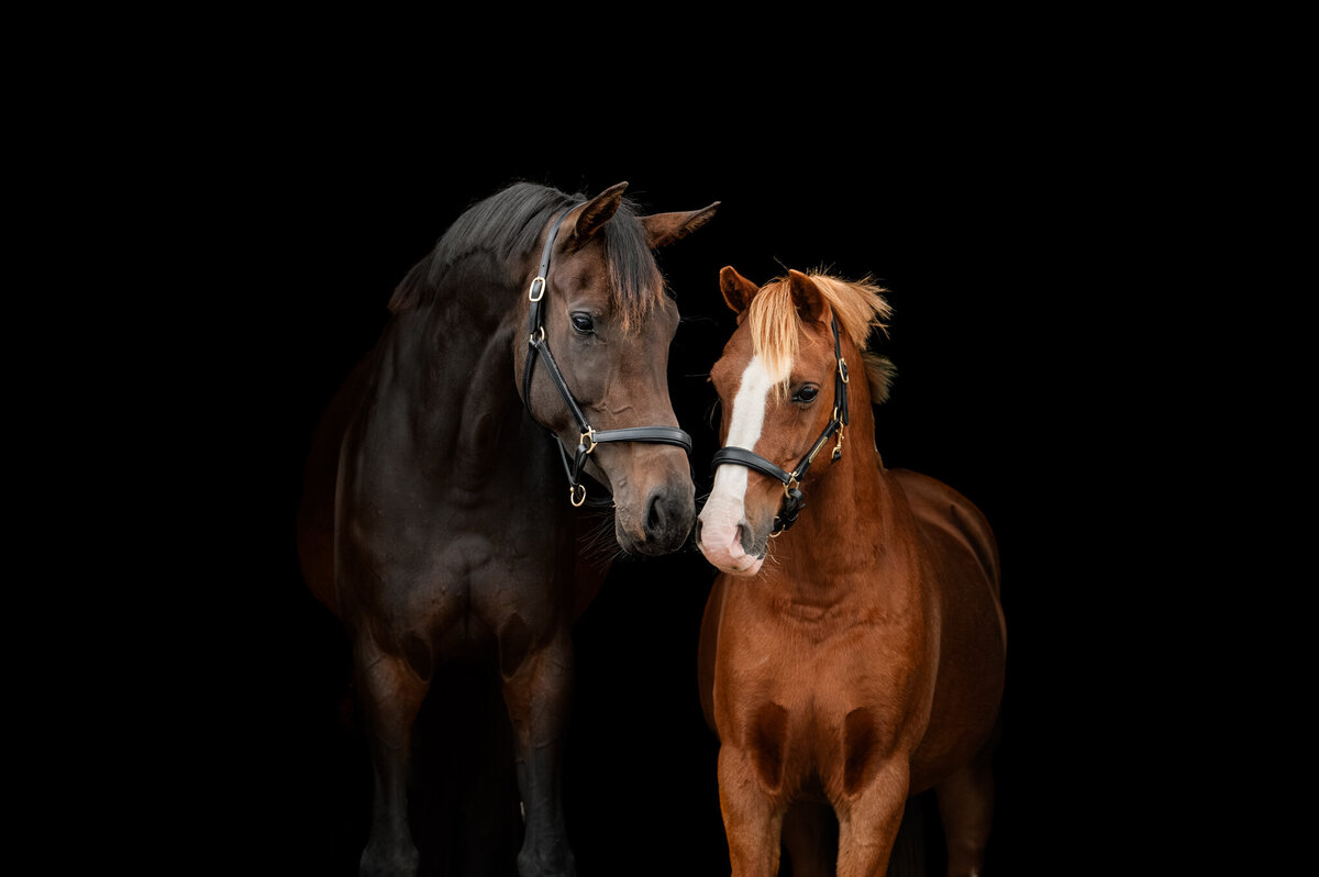 blackshoot paard friesland-4
