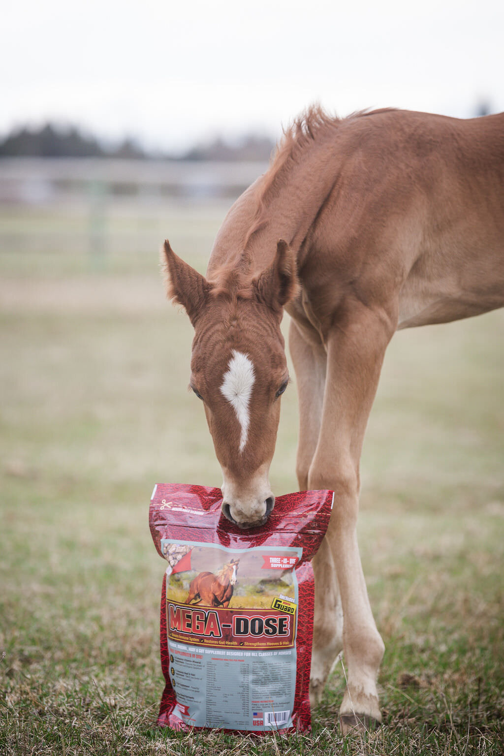 20240414_kya-photography-equestrian-photographer_0004