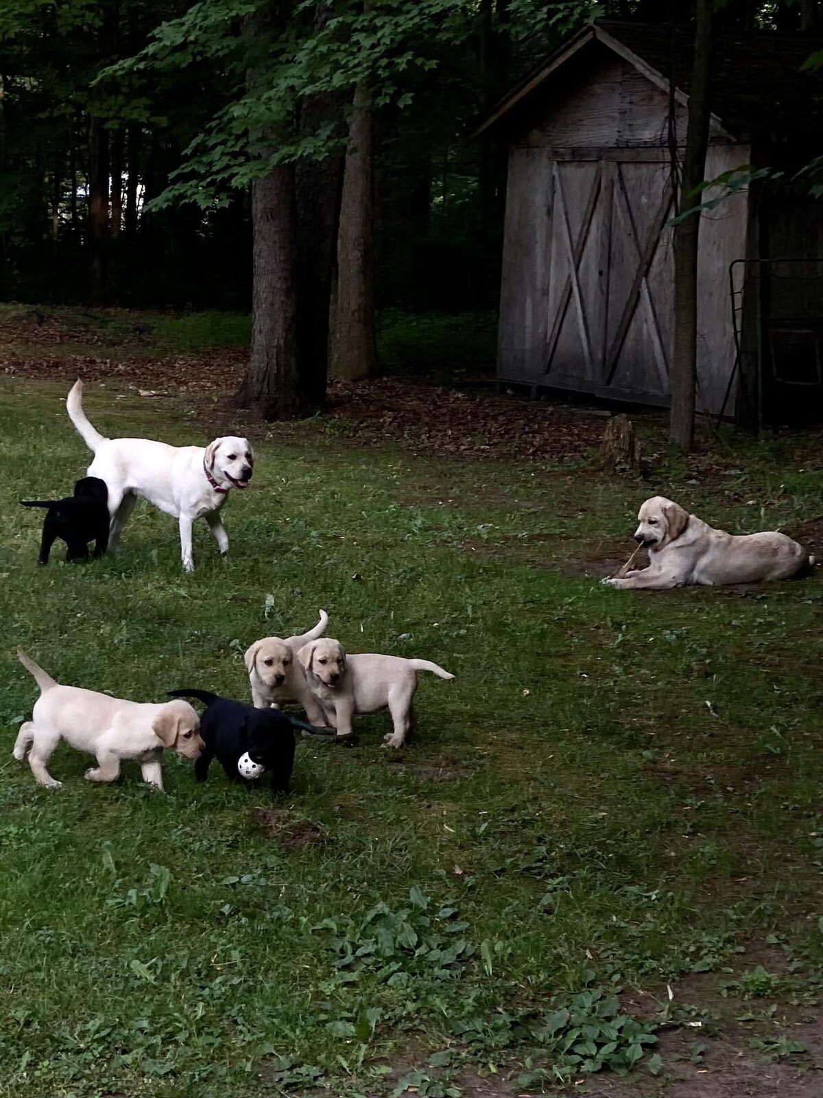 badriverlabradors_image-puppyplaytime