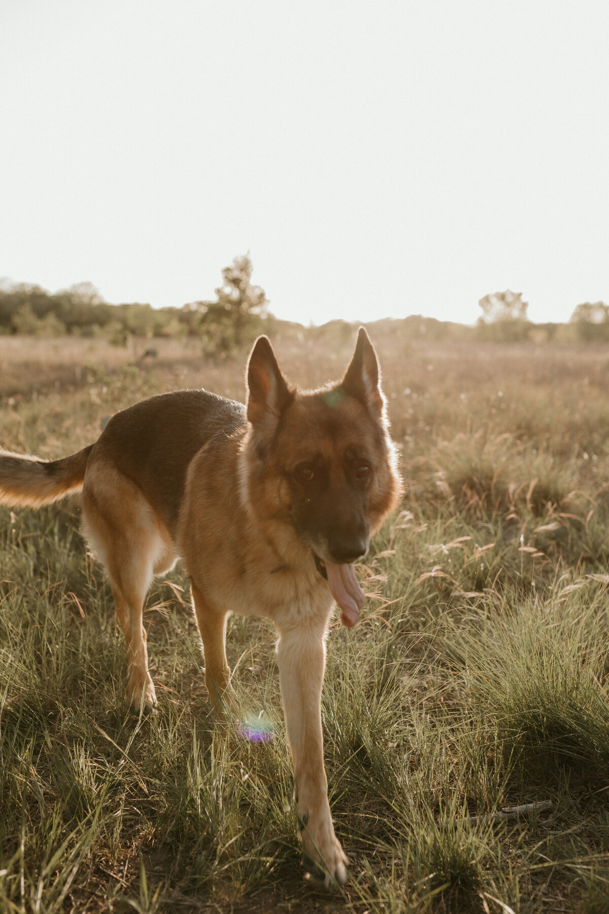 Georgetown Pet Photographer