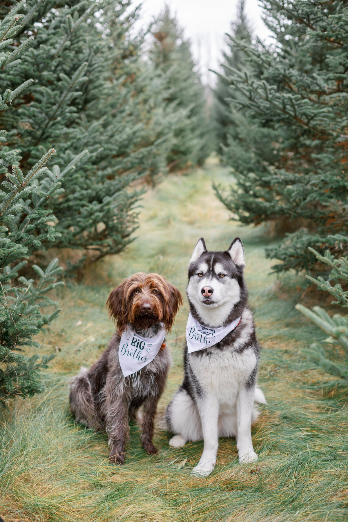 Emilia & Connor Maternity Tree Farm Minis - 24