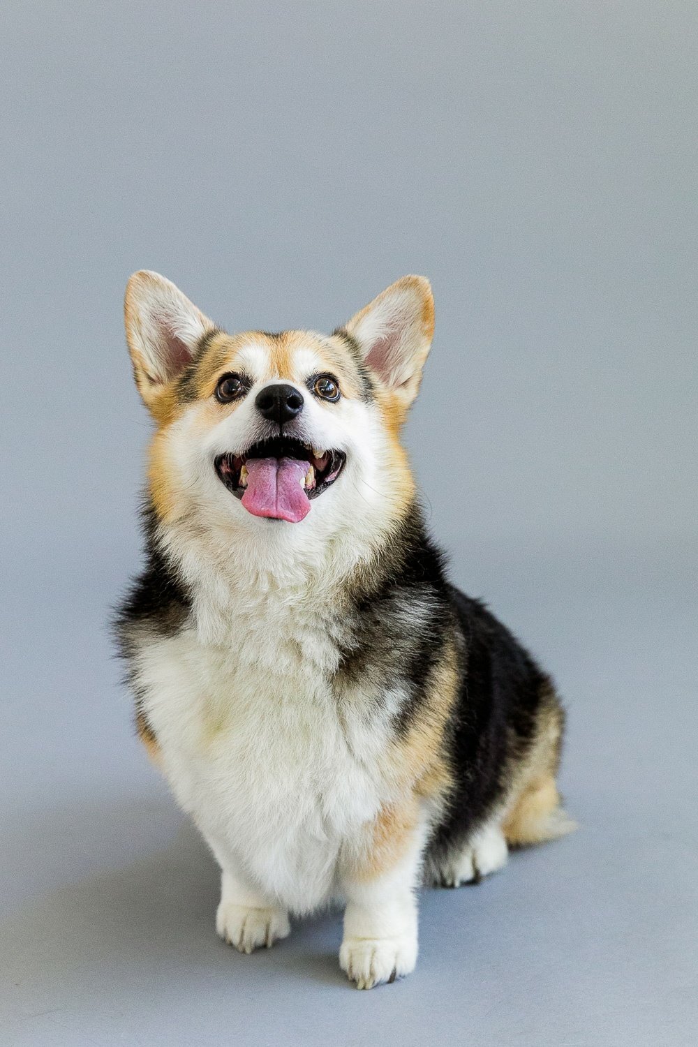 San Francisco pet photography
