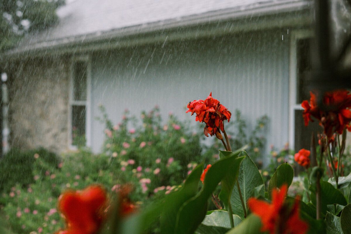 red-flower-in-the-rain