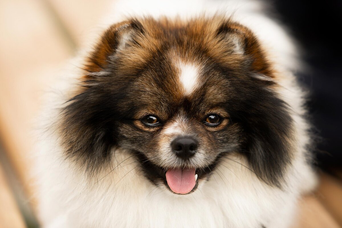 Hondenfotografie-in-de-natuur---ByMarita-Fotografie-02