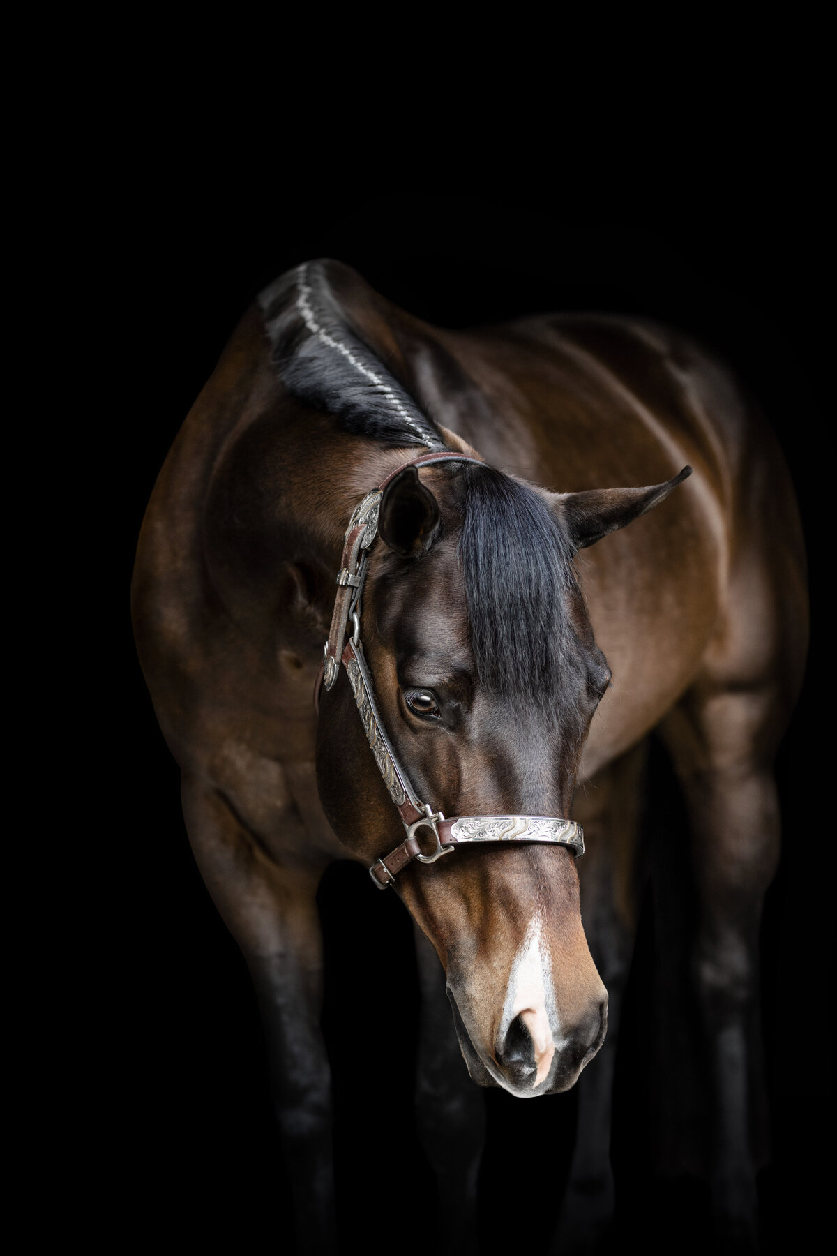 Northern Alabama Equine Photographer  captures photos of this beautiful horse.