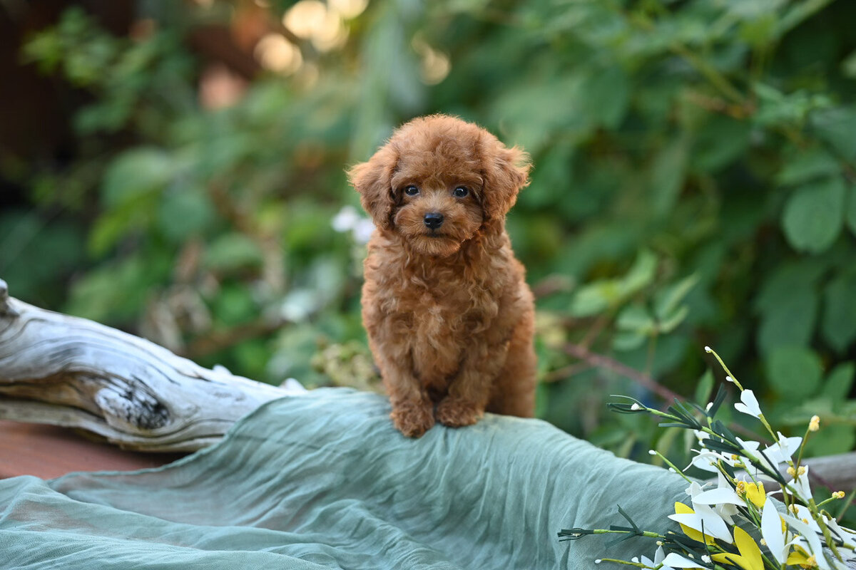 Heavenly Puppies to Love Cavapoo, Cockapoo, and Maltipoo Puppies Photo Jul 20 2025, 7 20 33 PM310