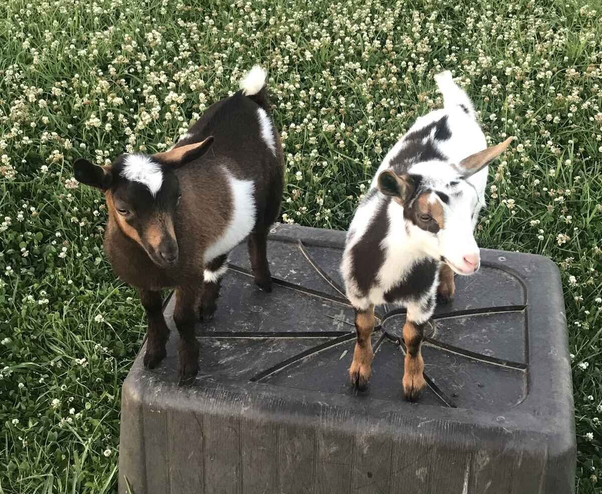 nigerian-dwarf-goats-standing-around