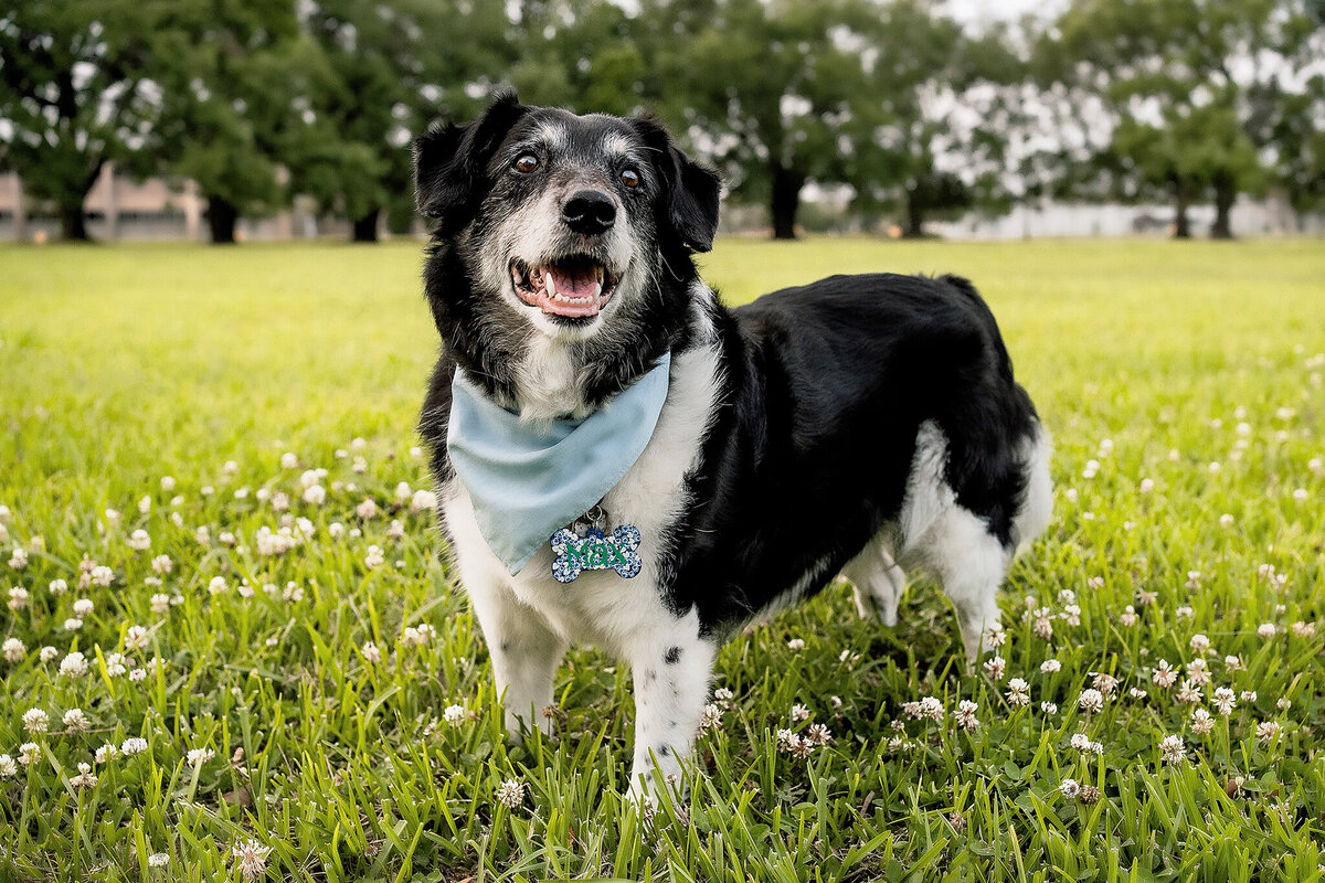 New Orleans Pet Photographer 21