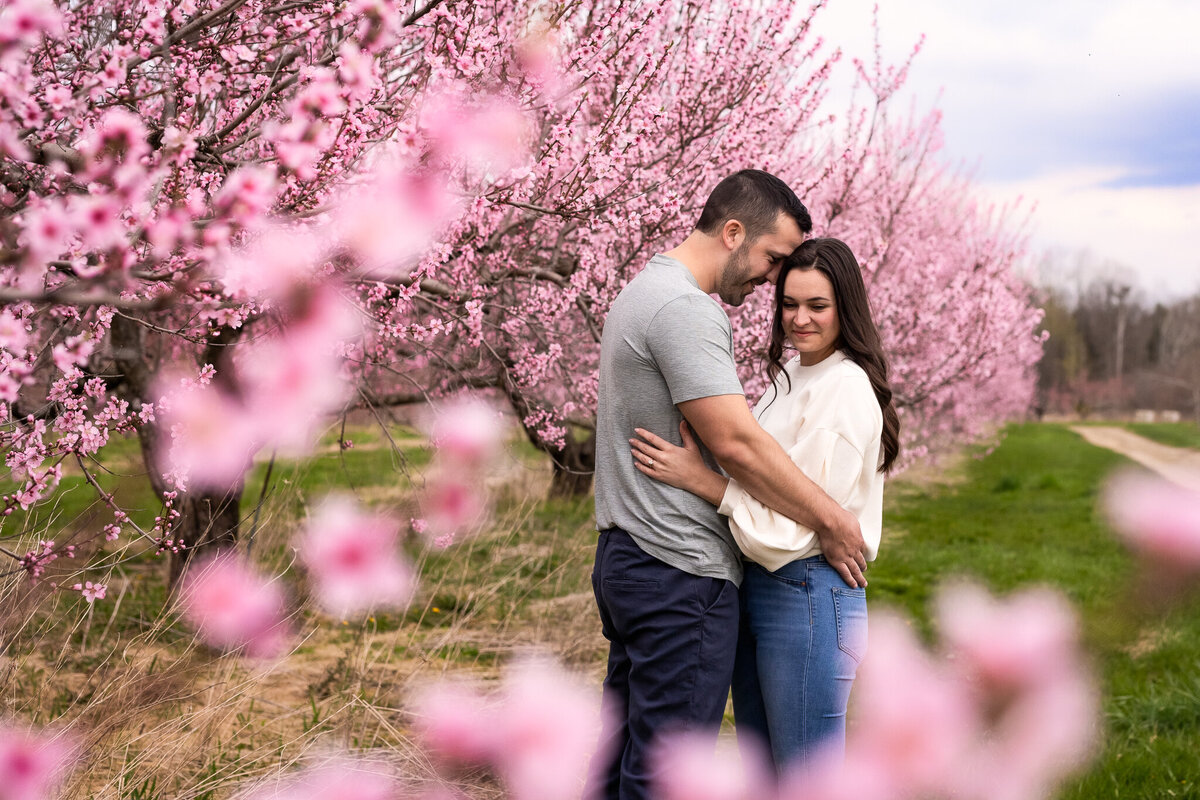 Engaged couple snuggling next to pink tree blossoms