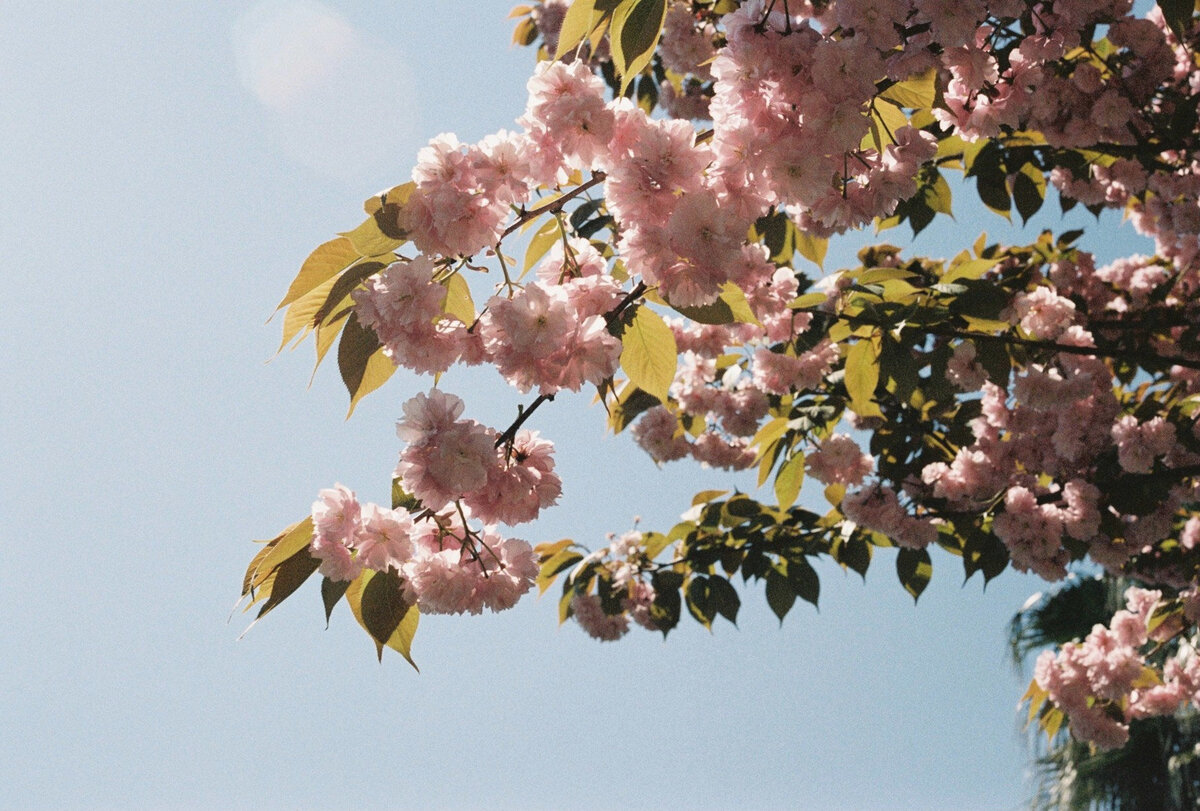 sydney-wedding-film-photographer-50