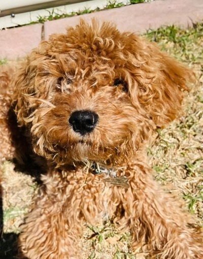 Simba 1