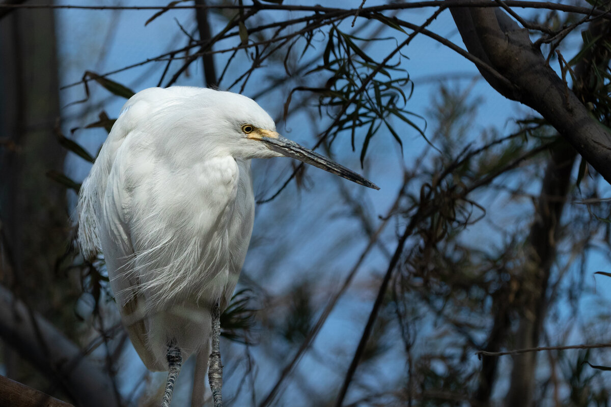 heron_3077