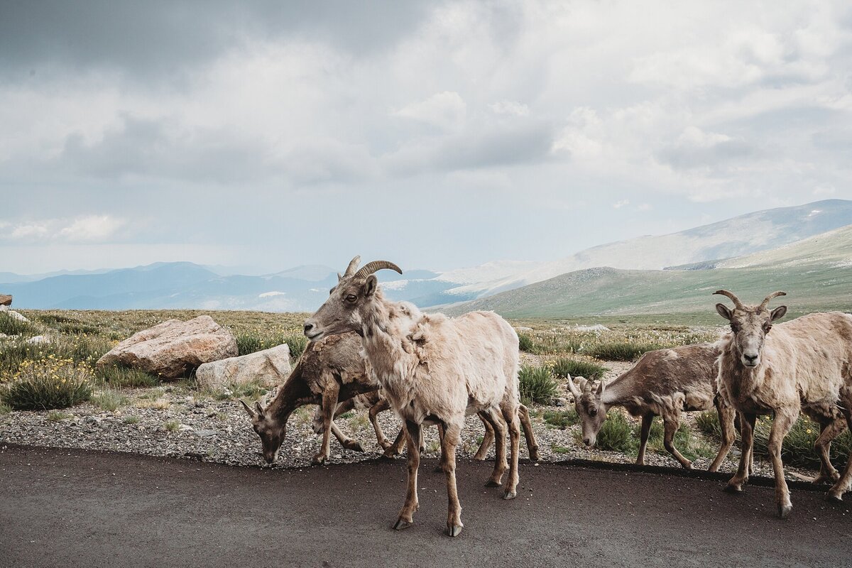 mount-evans-colorado_0353