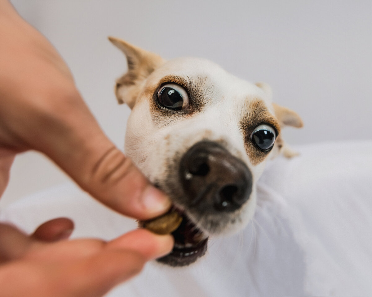 dog snatching treat out of hand