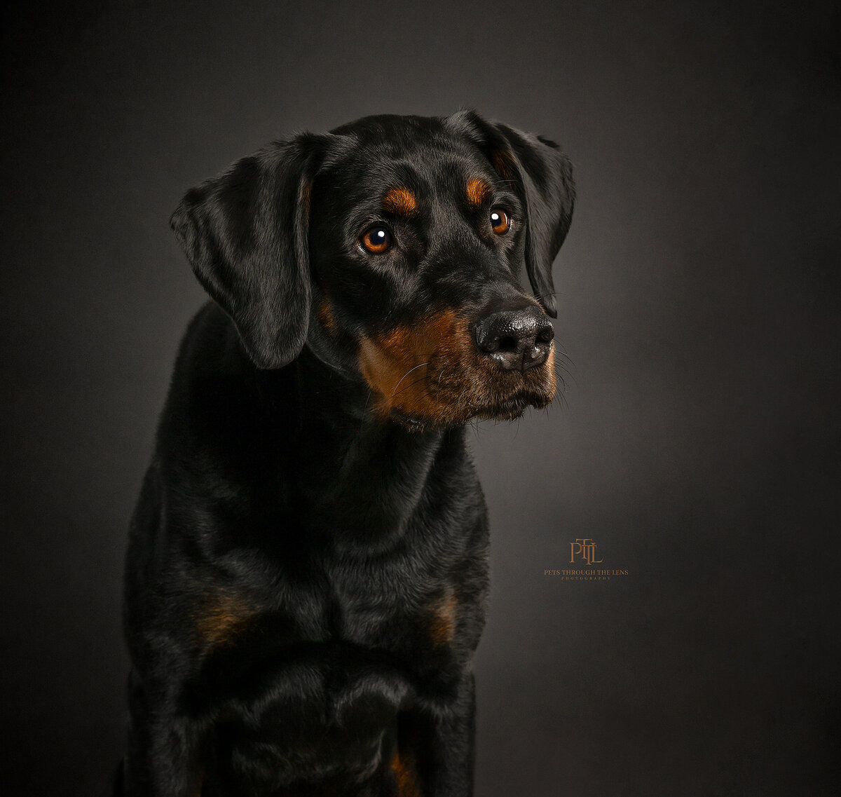 At Pets through the Lens Photography, we are dedicated to capturing the unique beauty and personality of your pet through exquisite fine art and painterly portraits. Book with us us for a timeless and exceptional pet photography experience in Vancouver.