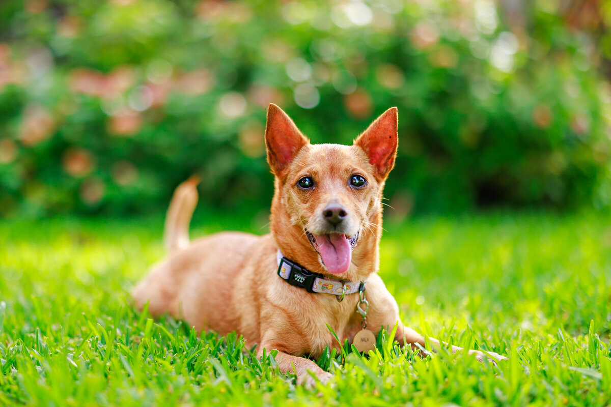 Hawaii Senior Dog Photography-37