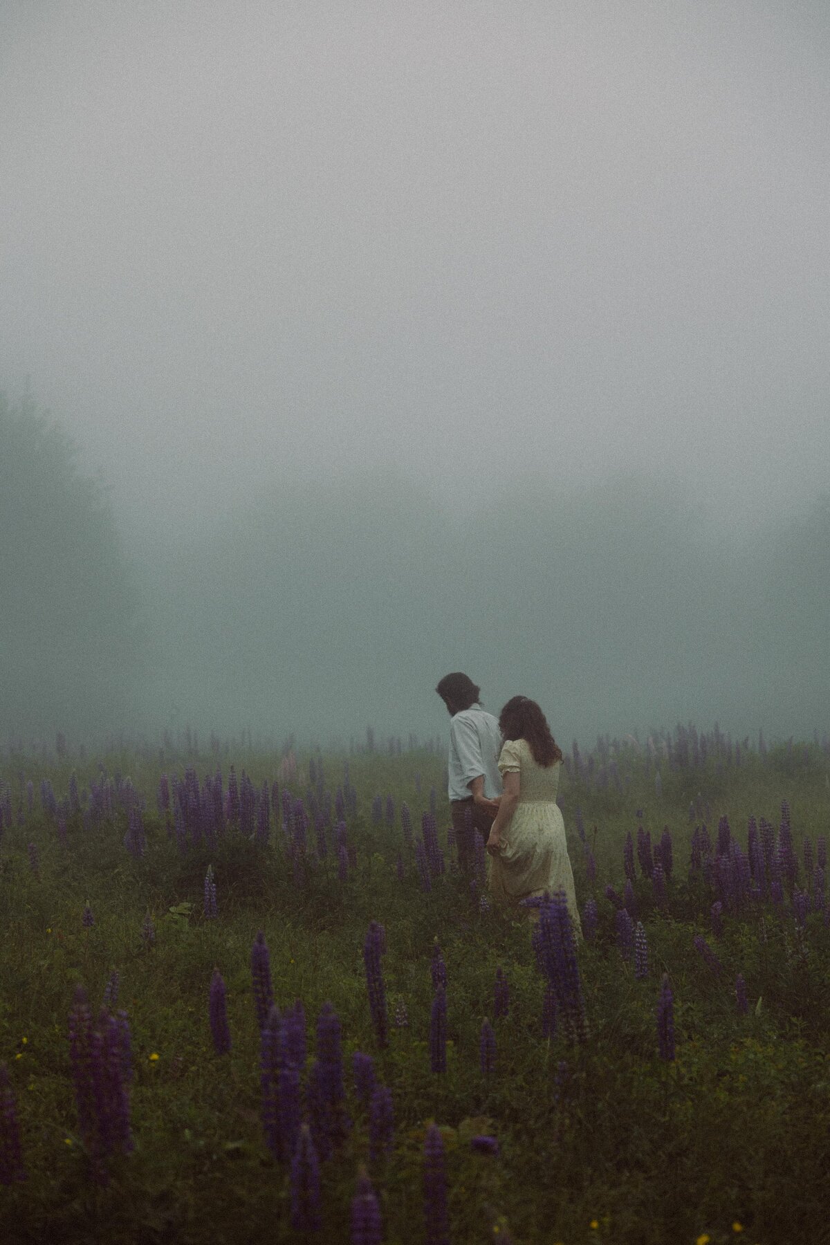 Viewing Lupines in Maine