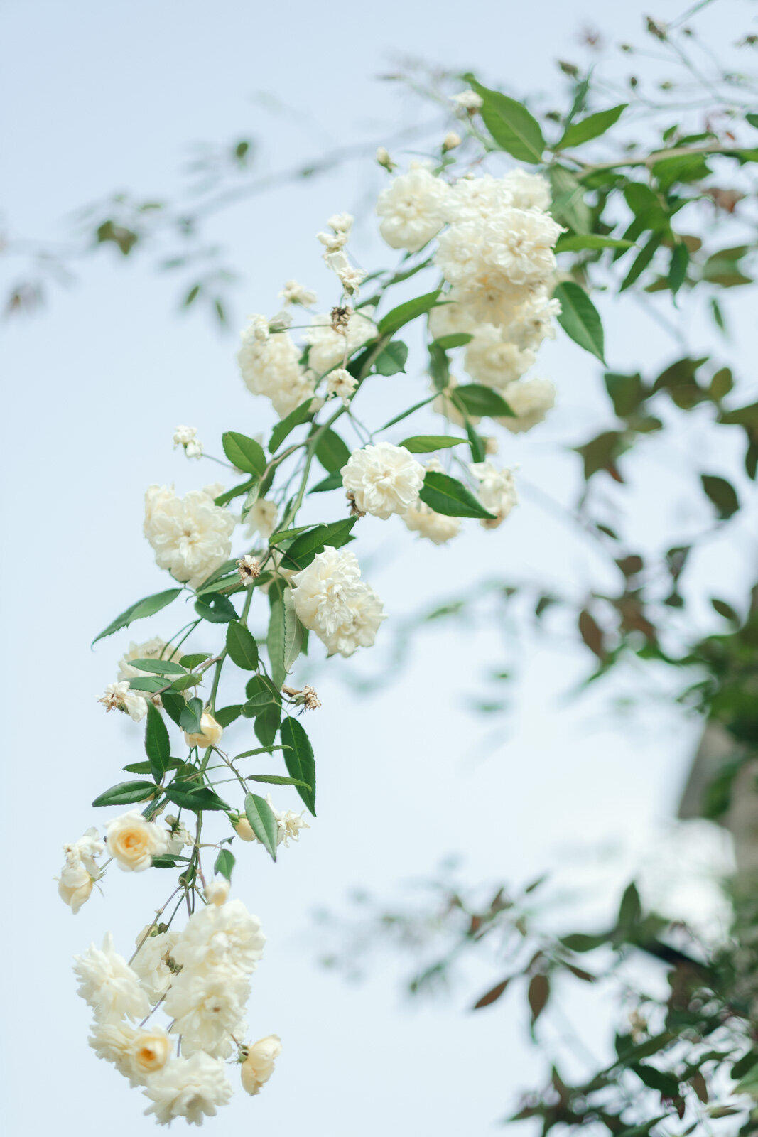 Elegant Wedding at Hinwick House, Northamptonshire - Destination Wedding Photography-1