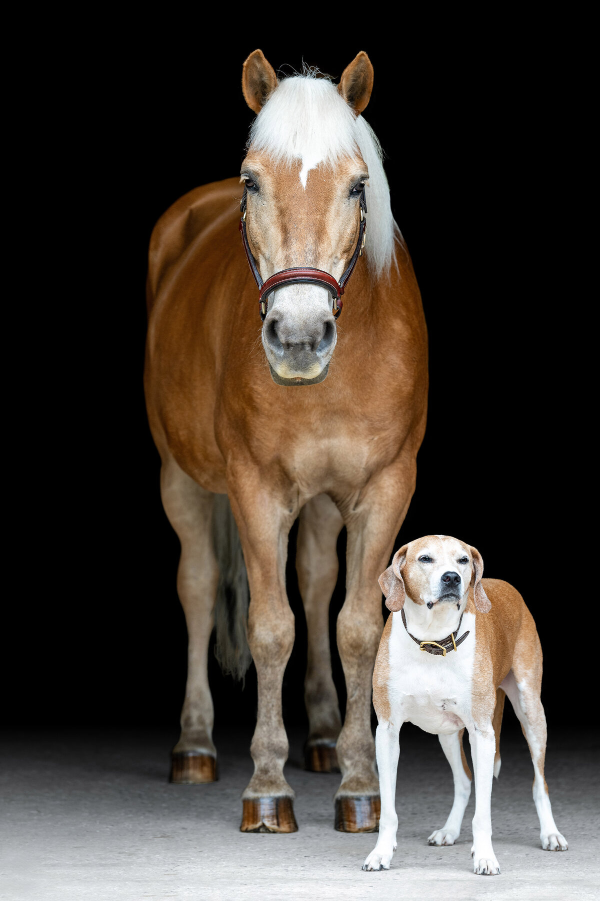 Horse and dog photographer near Atlanta. Fine art horse portraits in ATL