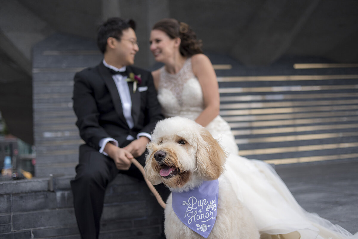 A dog with a bandana on with a newlywed couple sitting behind. 