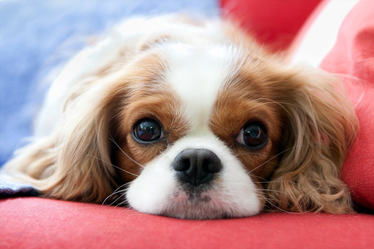 a cavalier king charles spaniel lies on a red blanket