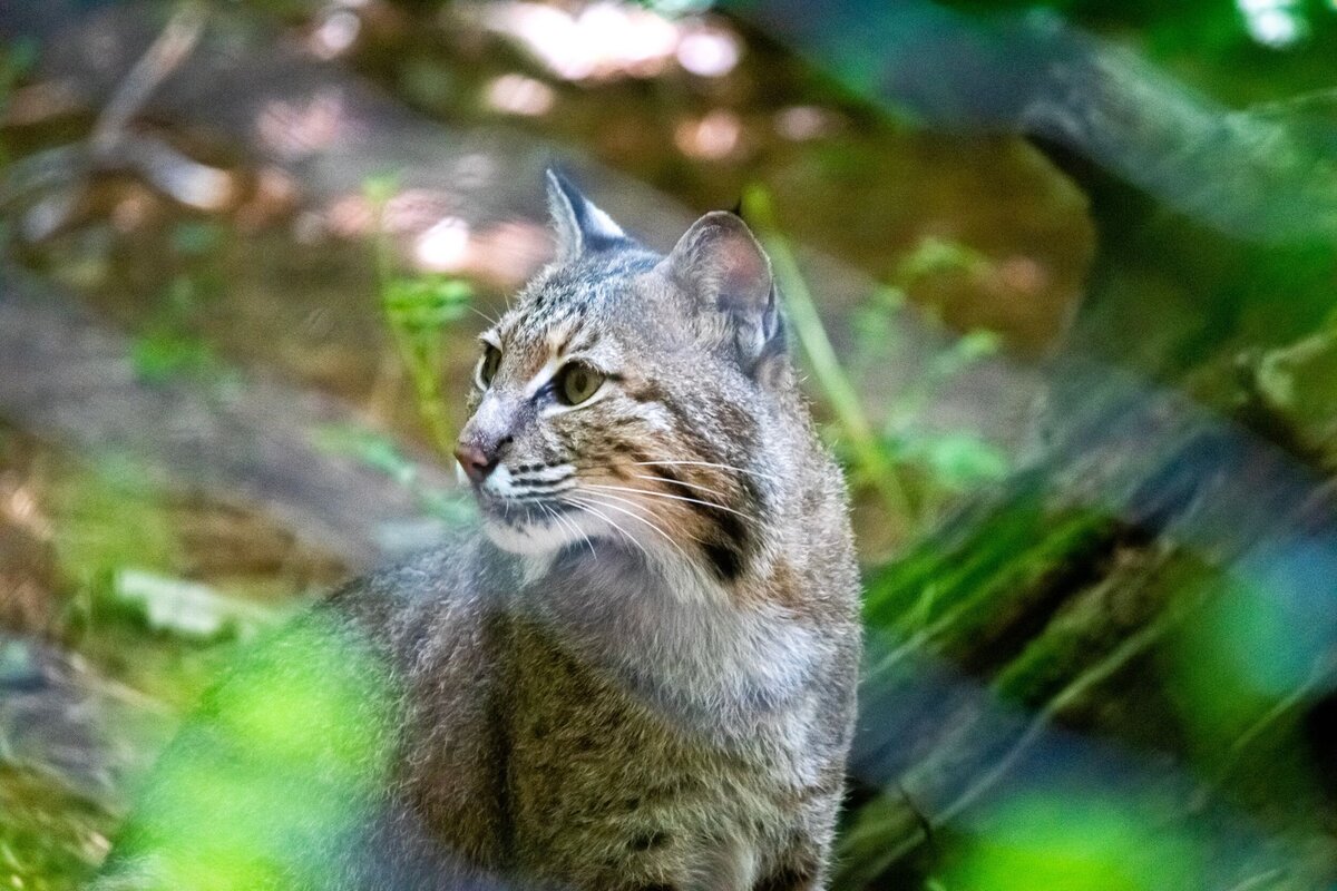 North_Carolina_Zoo_098-4776e265-2500