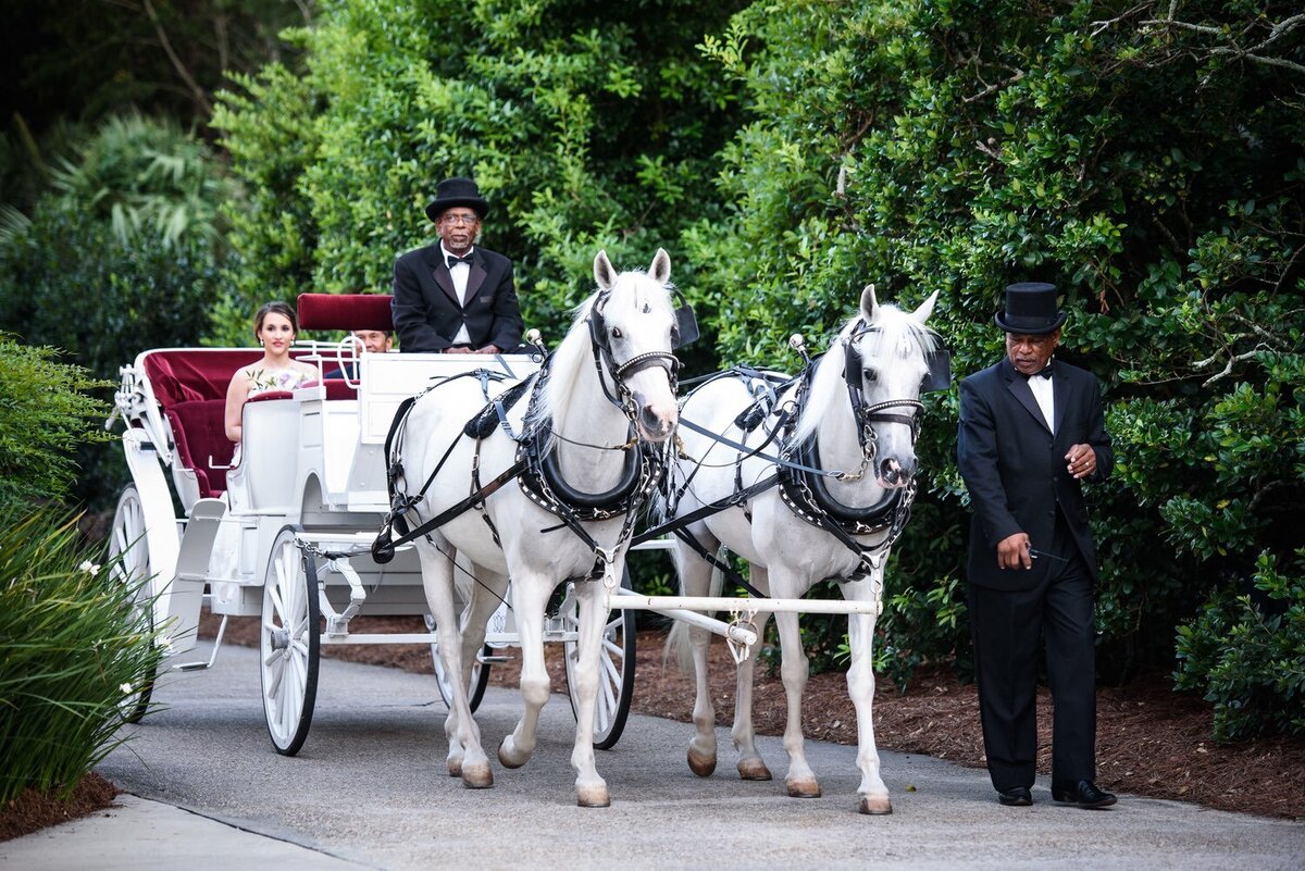 Bride enters Southern Oaks wedding in horse-drawn carriage