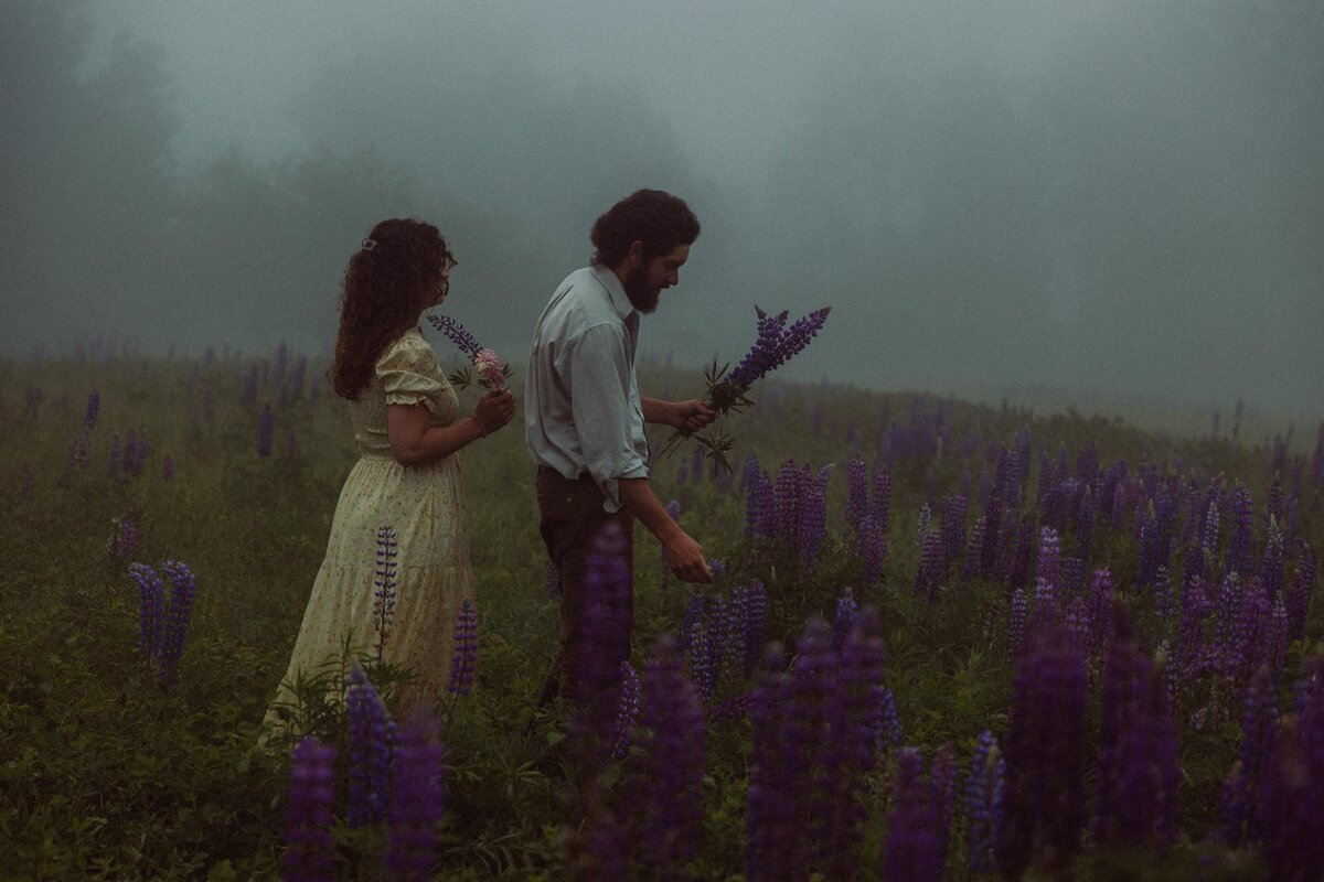 Viewing Lupines in Maine