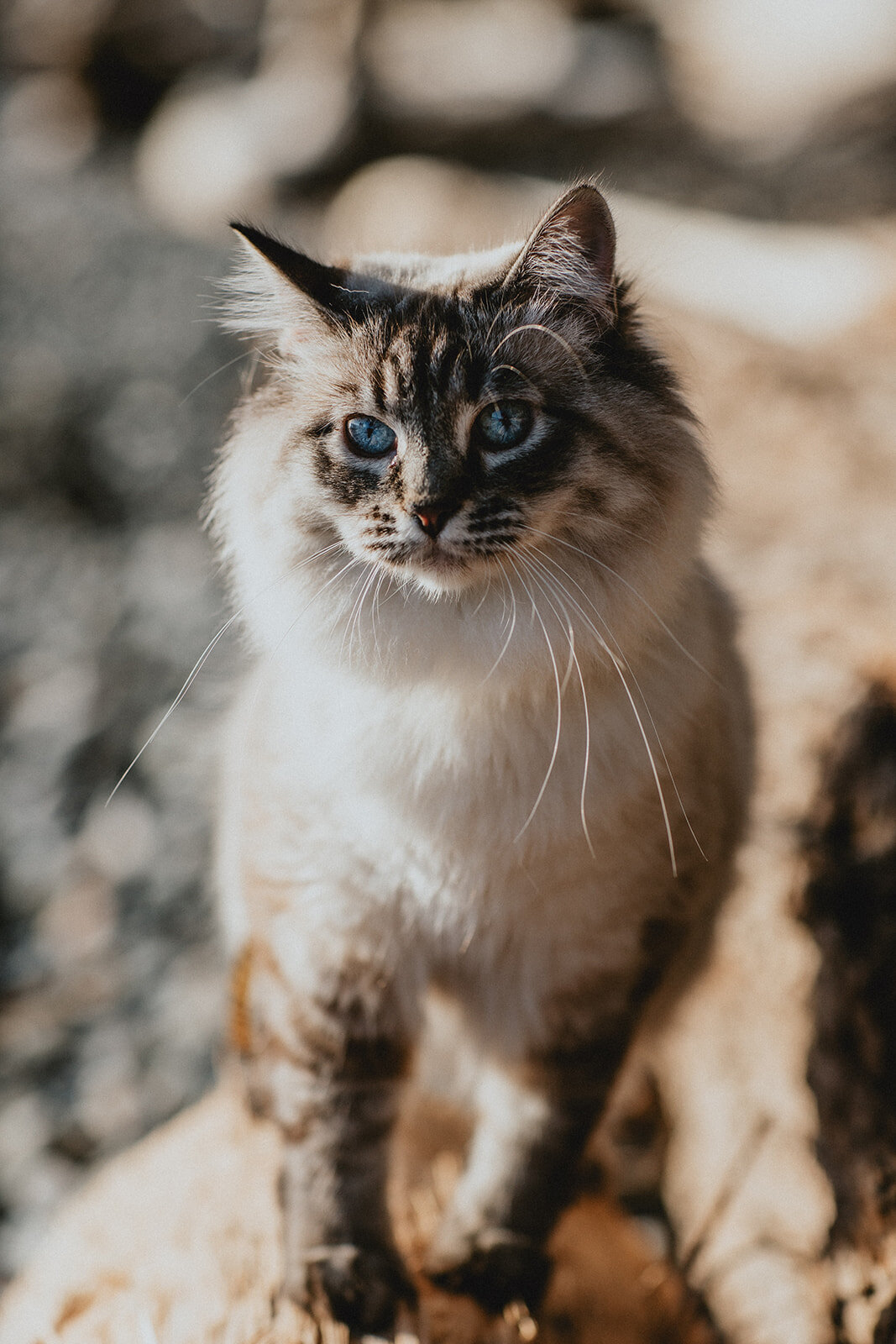 sechelt-sunshinecoast-lowermainland-vancouver-bc-pnw-photographer-photography-elopement-covid-wedding-simple-minimalist-intimate-traditional-portrait-newborn-familyphotos-maternityshoot-creativeshoot-themed-outdoors-20210412_0340