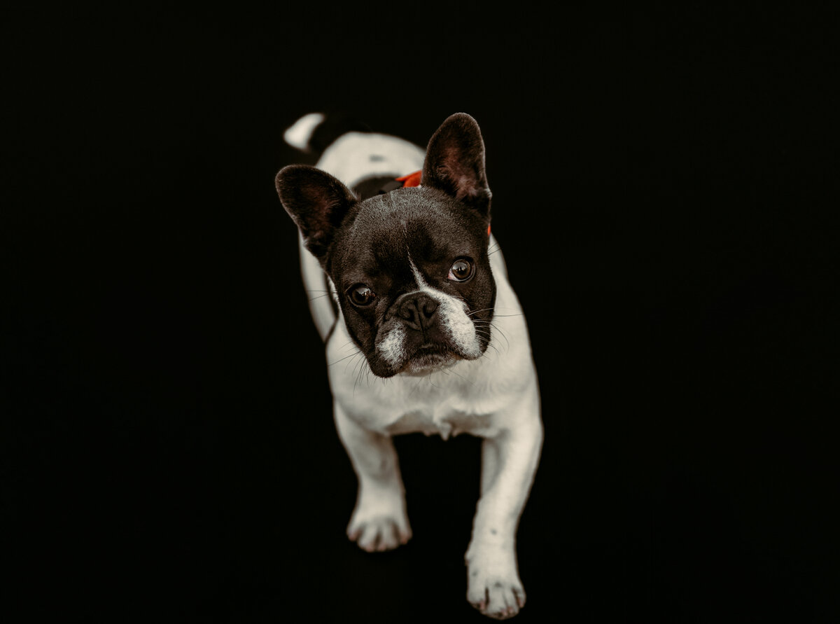 Dive into the irresistible world of Frenchie puppy charm with Shannon Kathleen Photography's captivating puppy portraits. Each image captures the playful spirit and unique personality of these adorable companions. Discover the joy and charm of Frenchie cuteness brought to life in every frame.