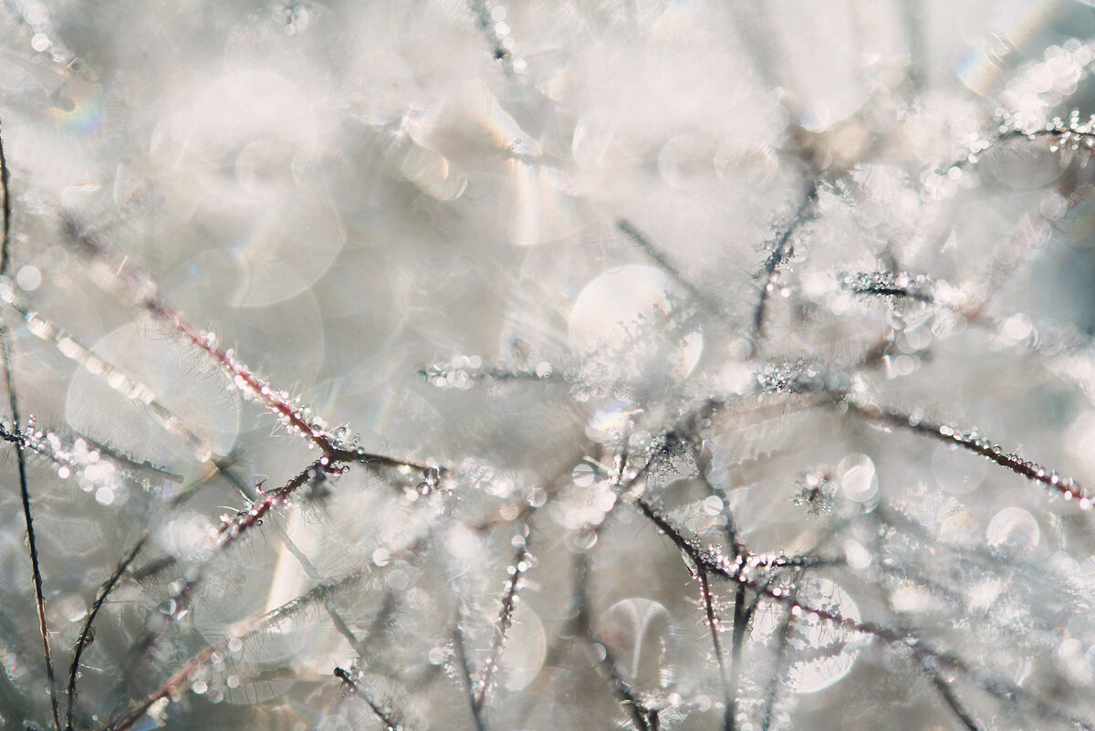 liz allen photography water droplets on branches-1